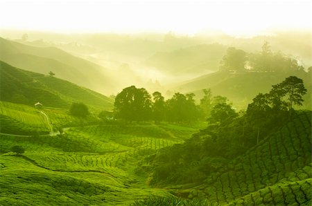 simsearch:400-05905687,k - Tea plantation in  morning view, cameron highland malaysia Stock Photo - Budget Royalty-Free & Subscription, Code: 400-05905686