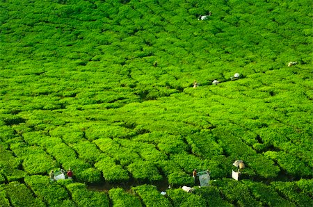simsearch:400-05905687,k - Worker harvesting tea in plantation, Cameron Highland, Malaysia Stock Photo - Budget Royalty-Free & Subscription, Code: 400-05905687