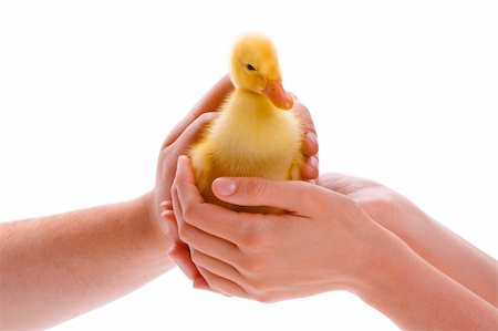 Little yellow duckling in human hands Stock Photo - Budget Royalty-Free & Subscription, Code: 400-05905849
