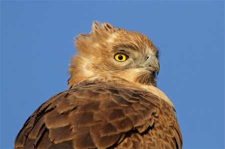 staring eagle - Portrait of a Tawny eagle (Aquila rapax), South Africa Photographie de stock - Aubaine LD & Abonnement, Code: 400-05906043