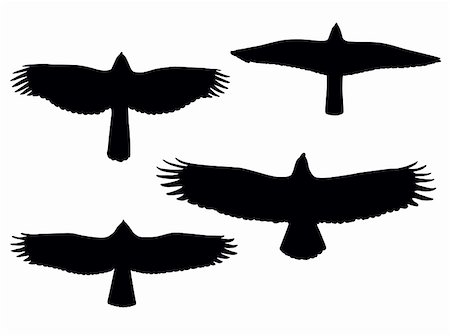 flying bird outline pic - Birds of pray silhouettes. Vector eps8 Stock Photo - Budget Royalty-Free & Subscription, Code: 400-05907248