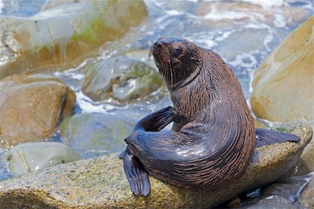 simsearch:700-00164988,k - A Hooker's Sea Lion resting on a rock on the New Zealand coast. Stock Photo - Budget Royalty-Free & Subscription, Code: 400-05907381