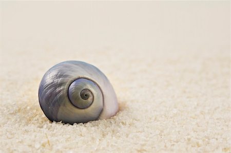 a Beautiful perfectly shaped sea shell on the beach Stock Photo - Budget Royalty-Free & Subscription, Code: 400-05907769