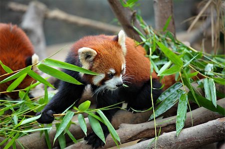 simsearch:400-08154053,k - red panda Stock Photo - Budget Royalty-Free & Subscription, Code: 400-05908535