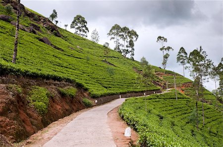 simsearch:400-05905687,k - Shot of the countryside with tea plants and path Stock Photo - Budget Royalty-Free & Subscription, Code: 400-05909150