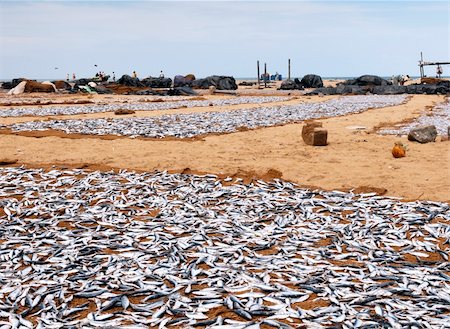 Drying fish on the sandy seashore, sri lanka Stock Photo - Budget Royalty-Free & Subscription, Code: 400-05909411