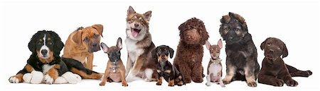 large group of puppies on a white background.from left to right, Bernese Mountain Dog, mixed breed mastiff, French Bulldog, Finnish Lapphund, Dachshund, Labradoodle, chihuahua, German Shepherd and a chocolate Labrador Stock Photo - Budget Royalty-Free & Subscription, Code: 400-05909566