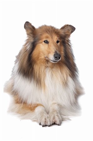 simsearch:400-05711347,k - Rough Collie or Scottish Collie in front of a white background Foto de stock - Super Valor sin royalties y Suscripción, Código: 400-05909567