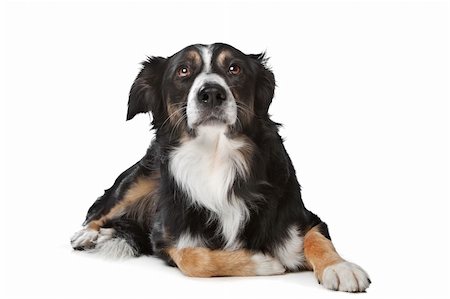 simsearch:400-05711347,k - border collie sheepdog in front of a white background Foto de stock - Super Valor sin royalties y Suscripción, Código: 400-05909578