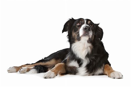 simsearch:400-05711347,k - border collie sheepdog in front of a white background Foto de stock - Super Valor sin royalties y Suscripción, Código: 400-05909579