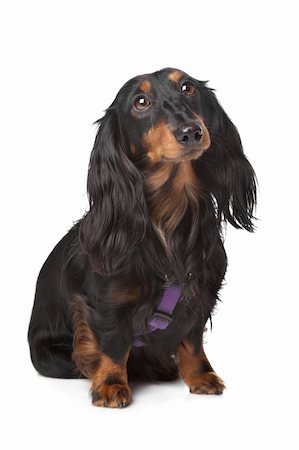 eriklam (artist) - black and tan miniature dachshund in front of a white background Stock Photo - Budget Royalty-Free & Subscription, Code: 400-05909611