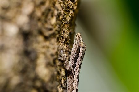 simsearch:400-05181065,k - Lizard in green nature or in park or in the garden Stock Photo - Budget Royalty-Free & Subscription, Code: 400-05900020