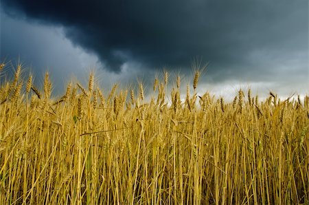 simsearch:400-05311898,k - field with barley under dramatic sky Stock Photo - Budget Royalty-Free & Subscription, Code: 400-05901395