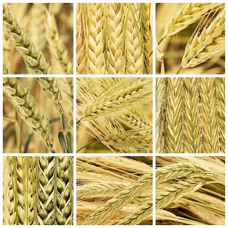 collage ears of cereal, barley, wheat and rye Stock Photo - Budget Royalty-Free & Subscription, Code: 400-05902082
