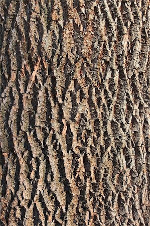 peeling bark - Fragment the bark of the old tree Stock Photo - Budget Royalty-Free & Subscription, Code: 400-05902571