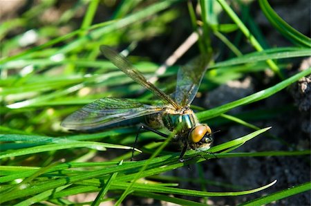 simsearch:400-04710191,k - Dragonfly Outdoor Stock Photo - Budget Royalty-Free & Subscription, Code: 400-05903679