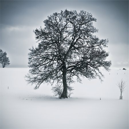 An image of a nice tree in a winter scenery Stock Photo - Budget Royalty-Free & Subscription, Code: 400-05915139