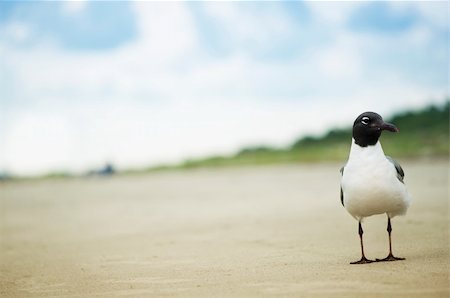 Seagull standing alone on a sandy beach. Stock Photo - Budget Royalty-Free & Subscription, Code: 400-05915246