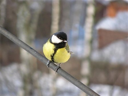 simsearch:400-04604339,k - Great Tit (Parus major) on a perch Stock Photo - Budget Royalty-Free & Subscription, Code: 400-05917017