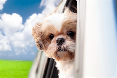 driving in car wind - dog enjoying a ride in the car Stock Photo - Budget Royalty-Free & Subscription, Code: 400-05918041