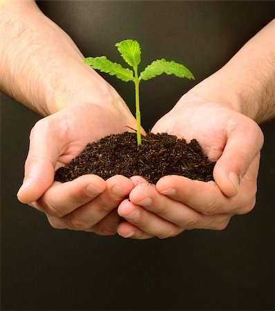 seed growing in soil - fresh shoot, from a small pile of earth hold in human hands Stock Photo - Budget Royalty-Free & Subscription, Code: 400-05919852