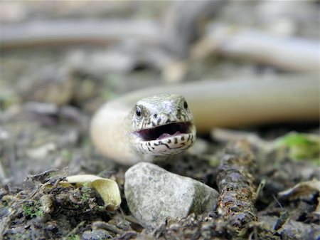 simsearch:400-04092830,k - Close up of snake Stock Photo - Budget Royalty-Free & Subscription, Code: 400-05910137