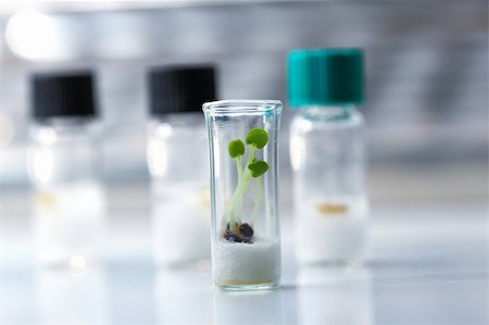 Growing plants in a biology research laboratory facility Stock Photo - Budget Royalty-Free & Subscription, Code: 400-05911423