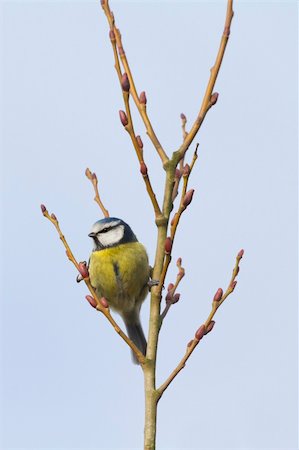 simsearch:400-04604339,k - Blue Tit (Parus caeruleus) perched in a tree Stock Photo - Budget Royalty-Free & Subscription, Code: 400-05911631