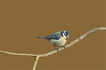 simsearch:400-04604339,k - Blue Tit (Parus caeruleus) perched  on a branch Stock Photo - Budget Royalty-Free & Subscription, Code: 400-05911632