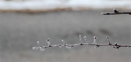 Bare winter twigs covered with small icy crystals Stock Photo - Budget Royalty-Free & Subscription, Code: 400-05911855