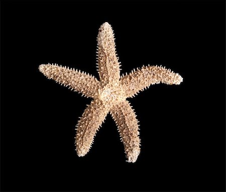 simsearch:400-06857057,k - Starfish, possibly Forbes' common sea star (Asterias forbesi), from a beach in North Carolina isolated against a black background Stock Photo - Budget Royalty-Free & Subscription, Code: 400-05927791
