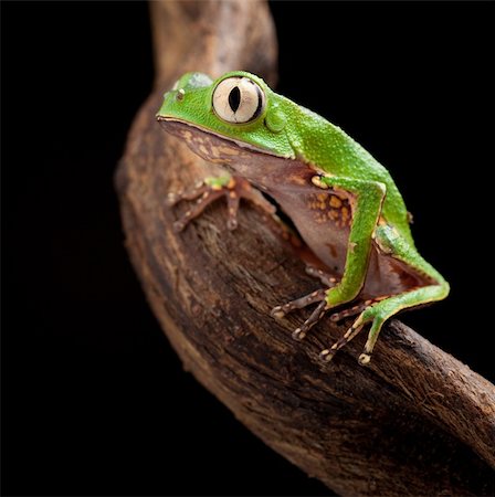 simsearch:400-05735843,k - tree frog with big eyes on branch of a tropical tree in amazon rainforest. Macro of beautiful night animal in rain forest jungle of south america. Stock Photo - Budget Royalty-Free & Subscription, Code: 400-05920367
