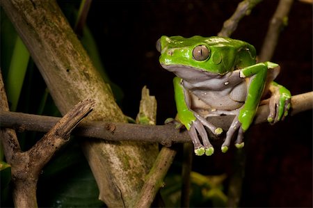 simsearch:400-05735843,k - green frog on branch of tropical rain forest. Amazon amphibian sitting in jungle. Stock Photo - Budget Royalty-Free & Subscription, Code: 400-05920369