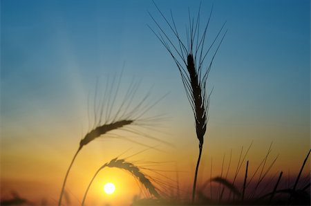 simsearch:400-05311898,k - golden sunset over harvest field Stock Photo - Budget Royalty-Free & Subscription, Code: 400-05923575
