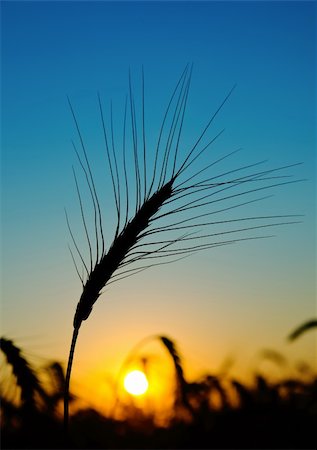 simsearch:400-05311898,k - golden sunset over harvest field Stock Photo - Budget Royalty-Free & Subscription, Code: 400-05923573