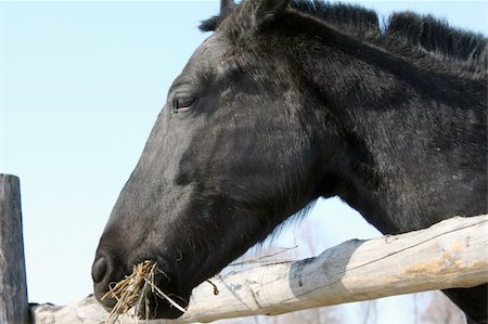 Portrait of a beautiful thoroughbred horse close-up Stock Photo - Budget Royalty-Free & Subscription, Code: 400-05936205