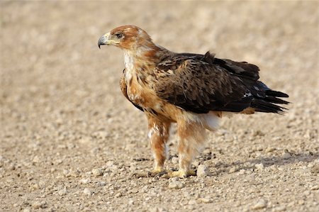staring eagle - Tawny eagle (Aquila rapax) sitting on the ground, Kalahari desert, South Africa Photographie de stock - Aubaine LD & Abonnement, Code: 400-05936200