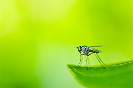 simsearch:400-05899970,k - long legs fly in green nature or in the city Stock Photo - Budget Royalty-Free & Subscription, Code: 400-06064965