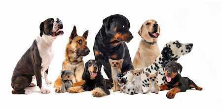 simsearch:400-06391487,k - purebred  little and large dogs in a white background Stock Photo - Budget Royalty-Free & Subscription, Code: 400-06065171