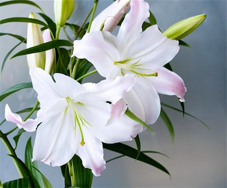 Close-up of two flowers blooming lilies in a vase Stock Photo - Budget Royalty-Free & Subscription, Code: 400-06065289