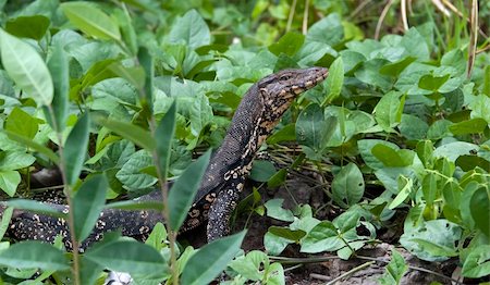 simsearch:400-05181065,k - A asian water monitor in Kandy, Sri Lanka Stock Photo - Budget Royalty-Free & Subscription, Code: 400-06066370