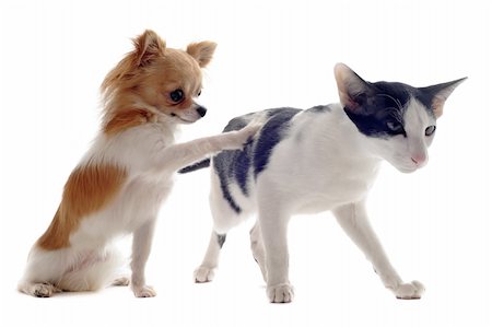 egyptian sphynx cat - portrait of an oriental cat and a chihuahua  in front of white background Stock Photo - Budget Royalty-Free & Subscription, Code: 400-06066466