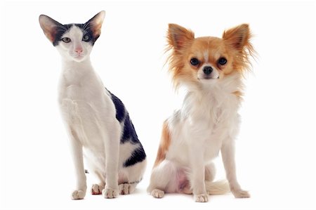 portrait of an oriental cat and a chihuahua  in front of white background Stock Photo - Budget Royalty-Free & Subscription, Code: 400-06066467