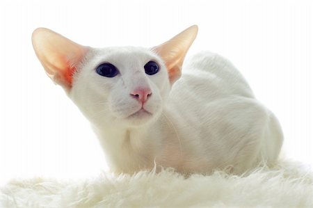 egyptian sphynx cat - portrait of a white oriental cat in front of white background Stock Photo - Budget Royalty-Free & Subscription, Code: 400-06066469