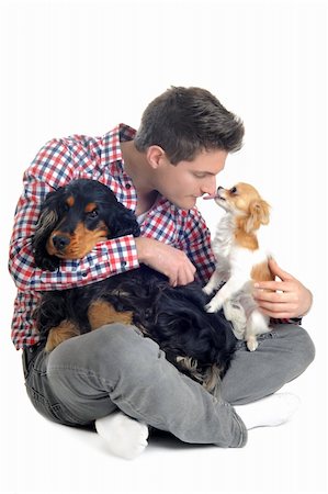 english cocker-spaniel - portrait of a  purebred english cocker, chihuahua and man in a studio Stock Photo - Budget Royalty-Free & Subscription, Code: 400-06066477