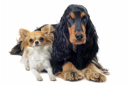 english cocker-spaniel - portrait of a  purebred chihuahua and english cocker in a studio Stock Photo - Budget Royalty-Free & Subscription, Code: 400-06066473