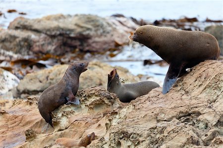 simsearch:700-00164988,k - Hooker's Seal Lions on a rock on the New Zealand coast. Stock Photo - Budget Royalty-Free & Subscription, Code: 400-06066514