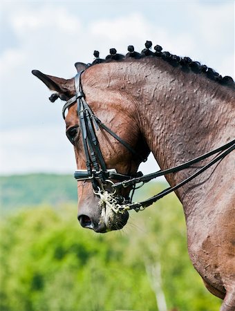 Beautiful sport dressage horse. Horse and rider ready to compete. Stock Photo - Budget Royalty-Free & Subscription, Code: 400-06067165