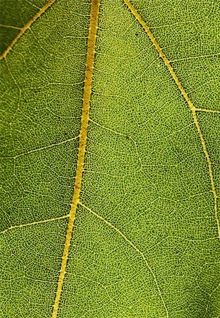 Highly detailed macro photo of a leaf showing network of veins Stock Photo - Budget Royalty-Free & Subscription, Code: 400-06067415