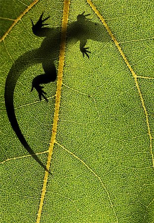 Silhouette of a lizard on top of a leaf back lit by sunlight Stock Photo - Budget Royalty-Free & Subscription, Code: 400-06067503